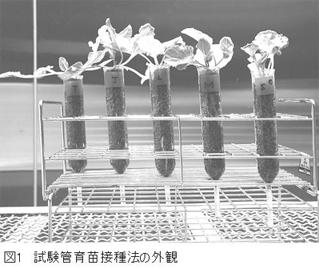 図1.試験管育苗接種法の外観