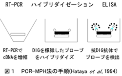 図1 PCR-MPH法の手順