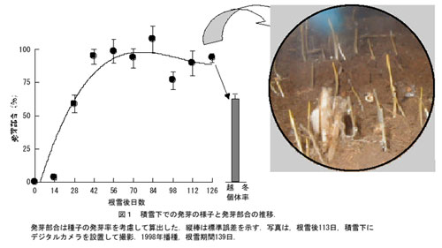 図1 積雪下での発芽の様子と発芽部合の推移.