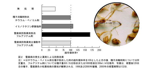 図2 雪腐病の発生と薬剤による防除効果