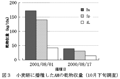 図3 小麦跡に播種したAMの乾物収量