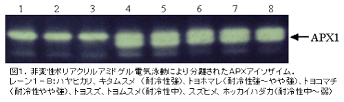 図1.非変性ポリアクリルアミドゲル電気泳動により分離されたAPXアイソザイム。