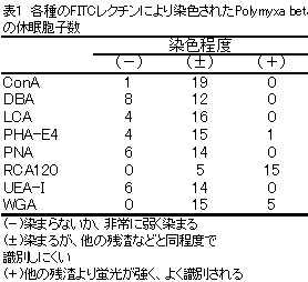 表1 各種のFITCレクチンにより染色されたPolymyxa betae の休眠胞子数