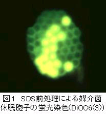 図1.SDS前処理による媒介菌休眠胞子の蛍光染色