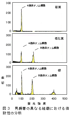 図3 男爵薯の異なる組織における倍数性の分析