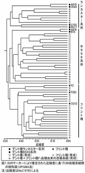 図1.SSRマーカーにより推定された近縁度に基づく60自殖系統間の樹形図