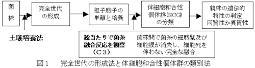 図1 完全世代の形成法と体細胞和合性個体群の類別法