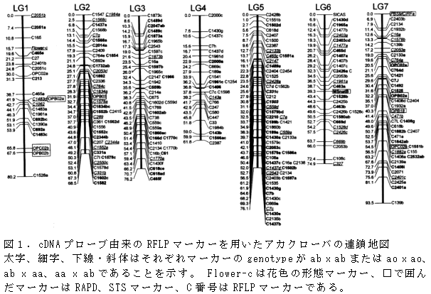 図1 . cDNA プローブ由来のRFLP マーカーを用いたアカクローバの連鎖地図