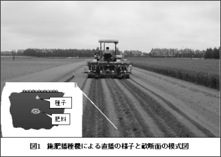 図1.施肥播種機による直播の様子と畝断面図の模式図