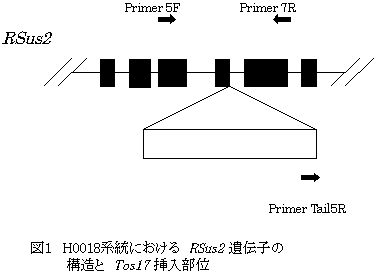図1 H0018系統における RSus2 遺伝子の構造とTos17挿入部位