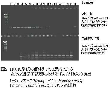 図2 H0018系統の個体別PCR反応によるRSus2 遺伝子領域におけるTos17挿入の検出