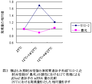 図3 穂ばらみ期耐冷性強の準同質遺伝子系統「510-2」と 耐冷性弱の「豊光」の頴花における12°C処理によるRSus2 遺伝子のmRNA量の比較