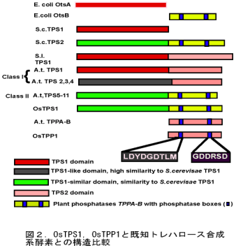 図2.OsTPS1, OsTPP1と既知トレハロース合成系酵素の構造比較
