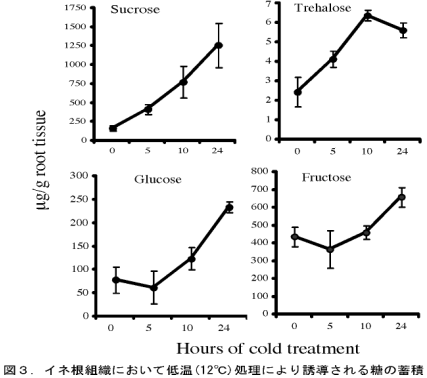 図3.イネ根組織において低温(12°C)処理により誘導される糖の蓄積