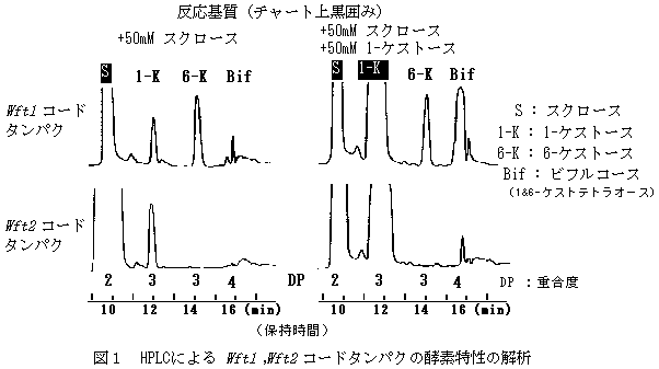 図1 HPLCによるWft1 ,Wft2 コードタンパクの酵素特性の解析