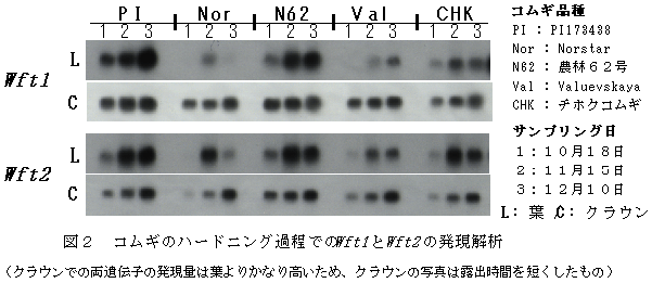 図2 コムギのハードニング過程でのWft1 とWft2 の発現解析