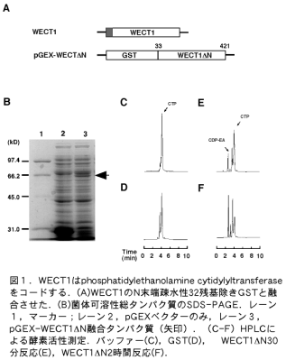 図1.WECT1は、phosphatidylethanolamine cytidylyltransferaseをコードする。