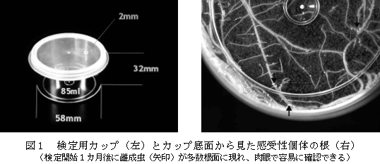 図1 検定用カップ(左)とカップ底面から見た感受性個体の根(右)