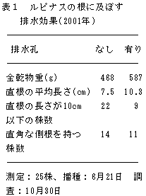 表1 ルピナスの根に及ぼす 排水効果