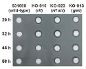 放線菌Streptomyces 631689の薬剤耐性株の培養液を用いたバイオアッセイ