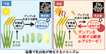 猛暑で乳白粒が発生するメカニズム