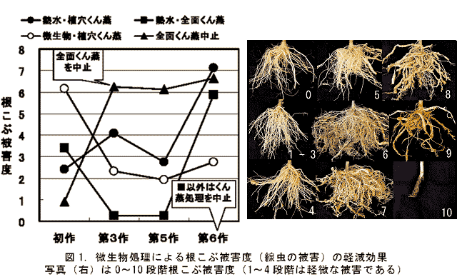 図1.微生物処理による根こぶ被害度(線虫の被害)の軽減効果 写真(右)は0～10段階根こぶ被害度(1～4段階は軽微な被害である)
