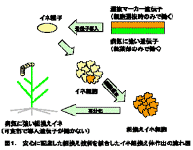 図1.安心に配慮した組換え技術を統合したイネ組換え体作出の流れ図