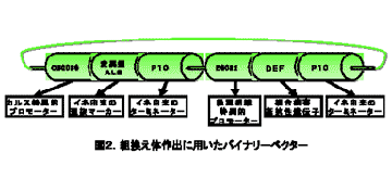 図2.組換え体作出に用いたバイナリーベクター