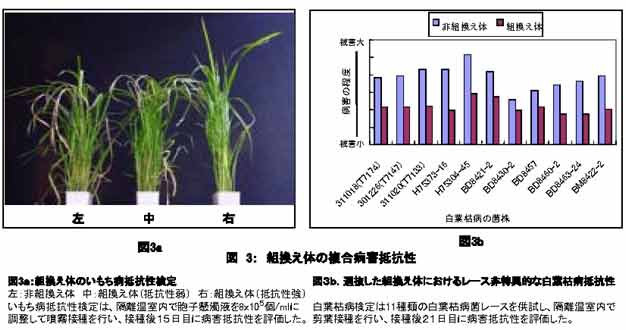 図3.組換え体の複合病害抵抗性