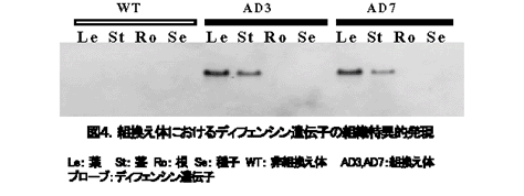 図4.組換え体におけるディフェンシン遺伝子の組織特異的発現