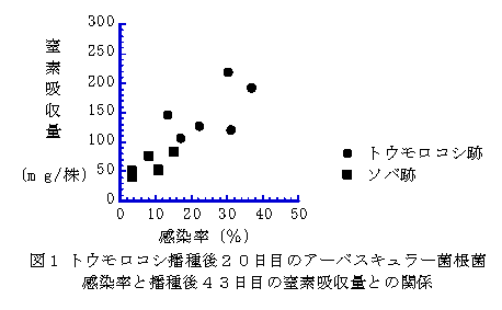 図1 トウモロコシ播種後20日目のアーバスキュラー菌根菌感染率と播種後43日目の窒素吸収量との関係