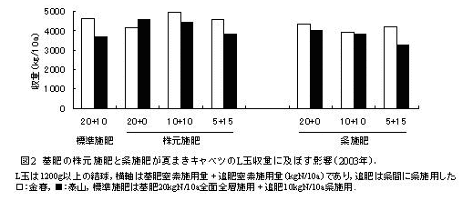 図2 基肥の株元施肥と条施肥が夏まきキャベツのL玉収量に及ぼす影響