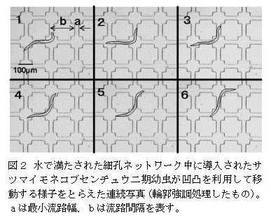 図2 水で満たされた細孔ネットワーク中に導入されたサツマイモネコブセンチュウ二期幼虫が凹凸を利用して移動する様子をとらえた連続写真(輪郭強調処理したもの)。