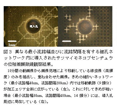 図3 異なる最小流路幅並びに流路間隔を有する細孔ネットワーク内に導入されたサツマイモネコブセンチュウの位相差顕微鏡観察結果。
