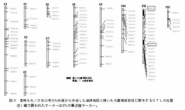 図3 宮崎もち/び系22号のF6系統から作成した連鎖地図と穂いもち圃場抵抗性に関与するQTLの位置