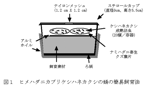 図1 ヒメハダニカブリケシハネカクシの蛹の簡易飼育法