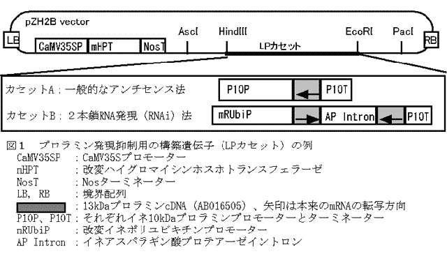図1 プロラミン発現抑制用の構築遺伝子(LPカセット)の例