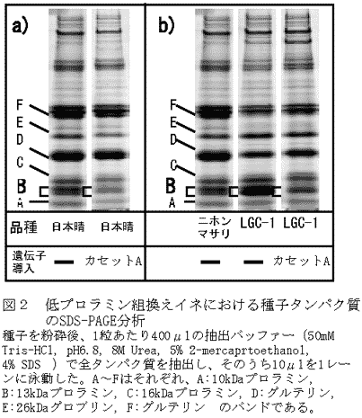 図2 低プロラミン組換えイネにおける種子タンパク質のSDS-PAGE分析