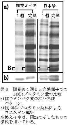 図3 開花後1週目と完熟種子での13kDaプロラミン量の比較