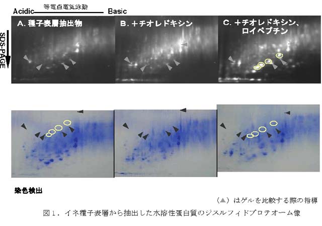 図1.イネ種子表層から抽出した水溶性蛋白質のジスルフィドプロテオーム像