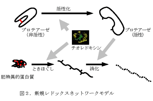 図2.新規レドックスネットワークモデル