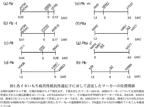 図1. 各イネいもち病真性抵抗性遺伝子に対して設定したマーカーの位置関係