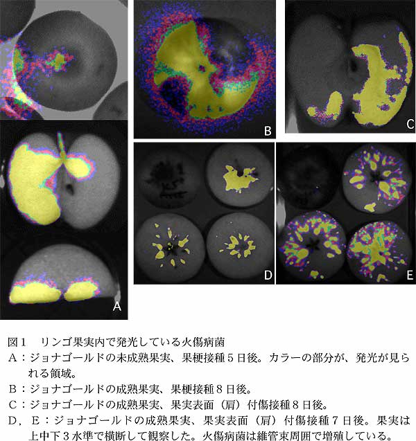 図1 リンゴ果実内で発光している火傷病菌