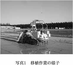 写真1 移植作業の様子