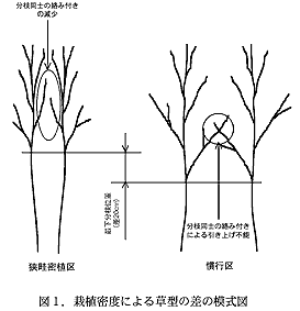 図1.栽植密度による草型の差の模式図