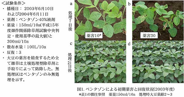 図1. ベンタゾンによる初期薬害と回復状況