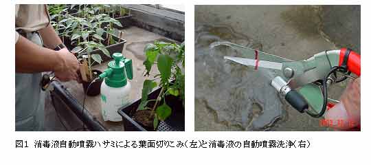 図1 消毒液自動噴霧ハサミによる葉面切りこみ(左)と消毒液の自動噴霧洗浄(右)