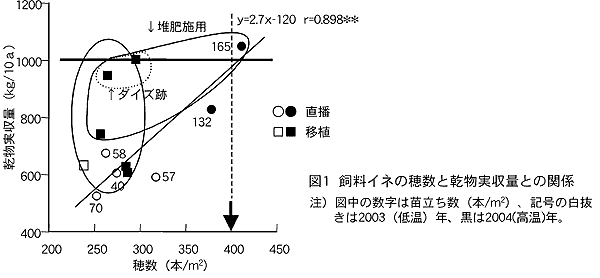 図1 飼料イネの穂数と乾物実収量との関係