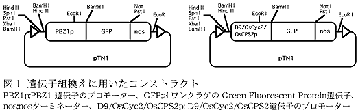 図1 遺伝子組換えに用いたコンストラクト