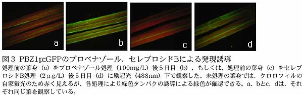 図3 PBZ1p::GFP のプロベナゾール、セレブロシドB による発現誘導